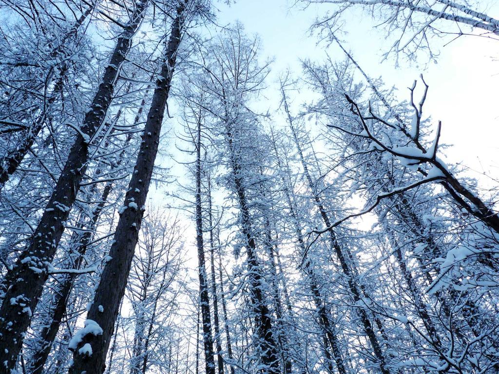 Shin Furano Prince Hotel Экстерьер фото Snow-covered trees in the Black Forest